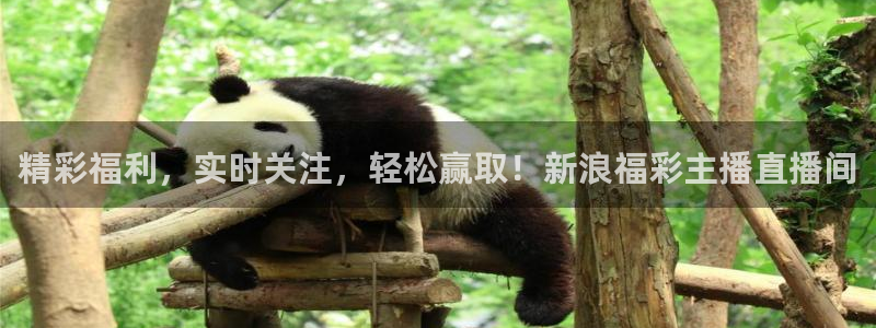 新球直播：精彩福利，实时关注，轻松赢取！新浪福彩主播直播间