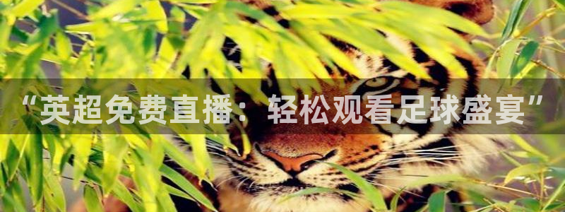 新球体育app：“英超免费直播：轻松观看足球盛宴”